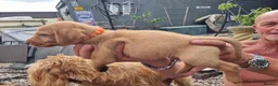Mixed Breed dogs for sale: Viszlador puppies  - Advert 5