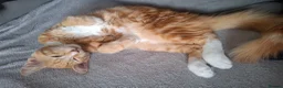 Mixed Breed cats for sale: Cheeto in Evesham - Advert 3