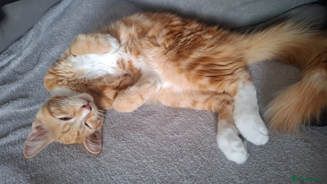 Mixed Breed cats for sale: Cheeto in Evesham - Advert 3