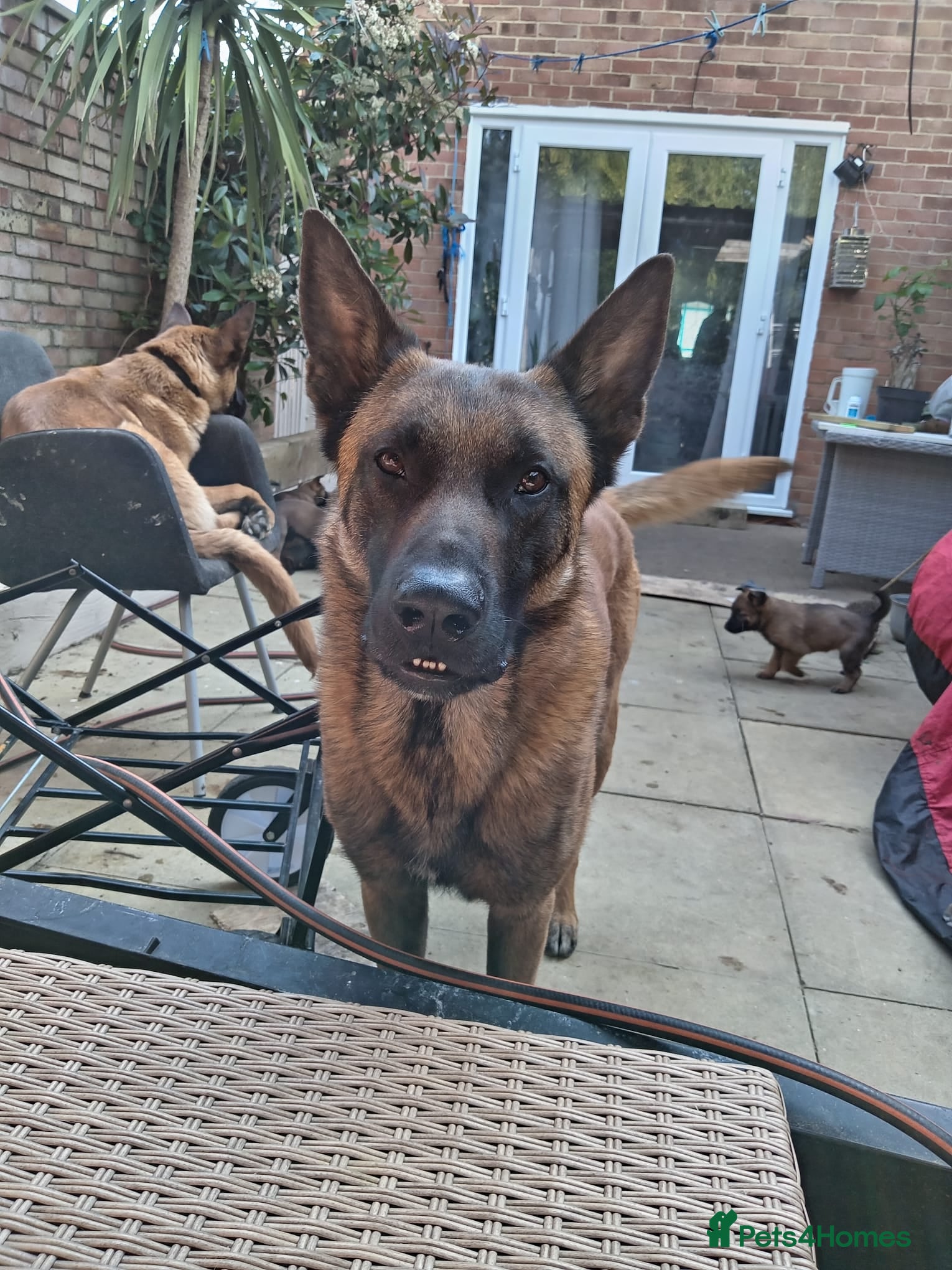 Belgian Shepherd Dog dogs for sale: Belgian Malinois Puppies Ready Now - Advert 10