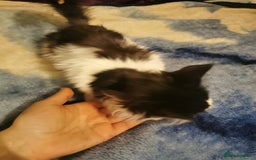 Ragdoll cats for sale: Very fluffy Ragdoll x  - Image 4