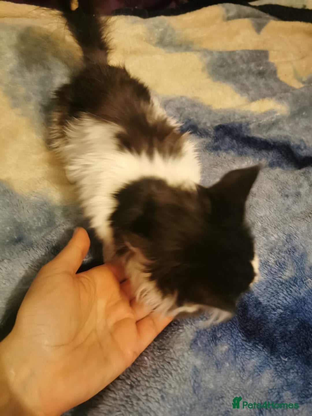 Ragdoll cats for sale: Very fluffy Ragdoll x  - Image 4