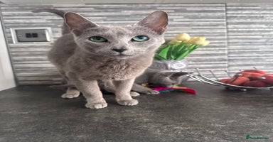 Russian Blue cats - Advert 18
