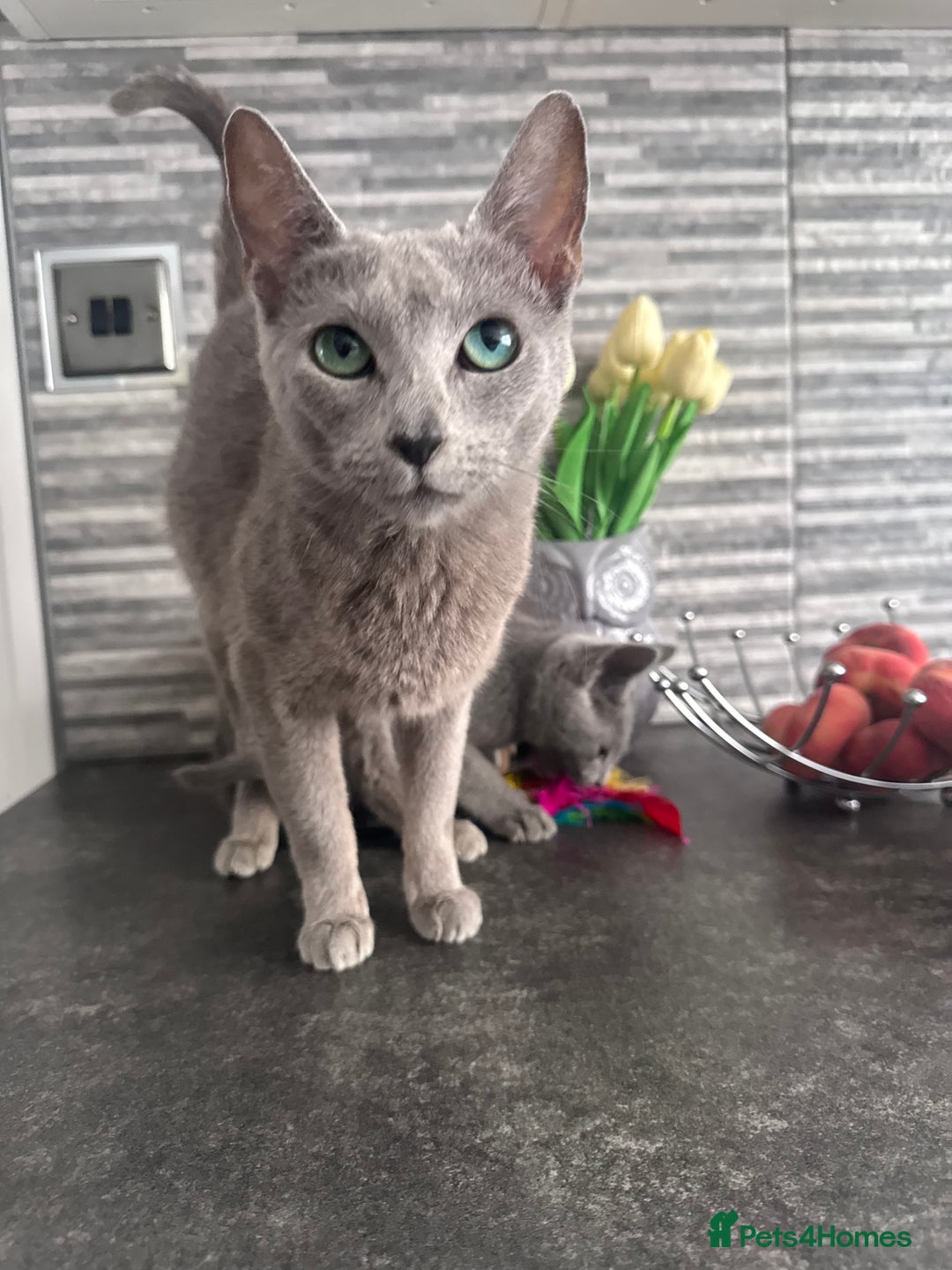 Russian Blue cats for sale: TICA active Russian Blue kittens Ready Now - Image 2