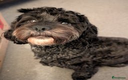 Cockapoo dogs for sale: Beautiful f1b cockerpoos  - Image 5