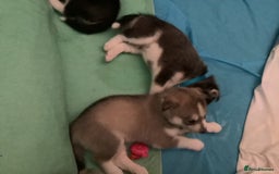 Siberian Husky dogs for sale: Gorgeous husky pups - Image 7