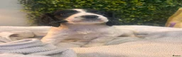 Sprocker dogs for sale: F1b (75% Cocker) Sprocker Puppies 5 * Breeder  - Advert 20