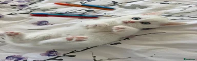 British Shorthair 1