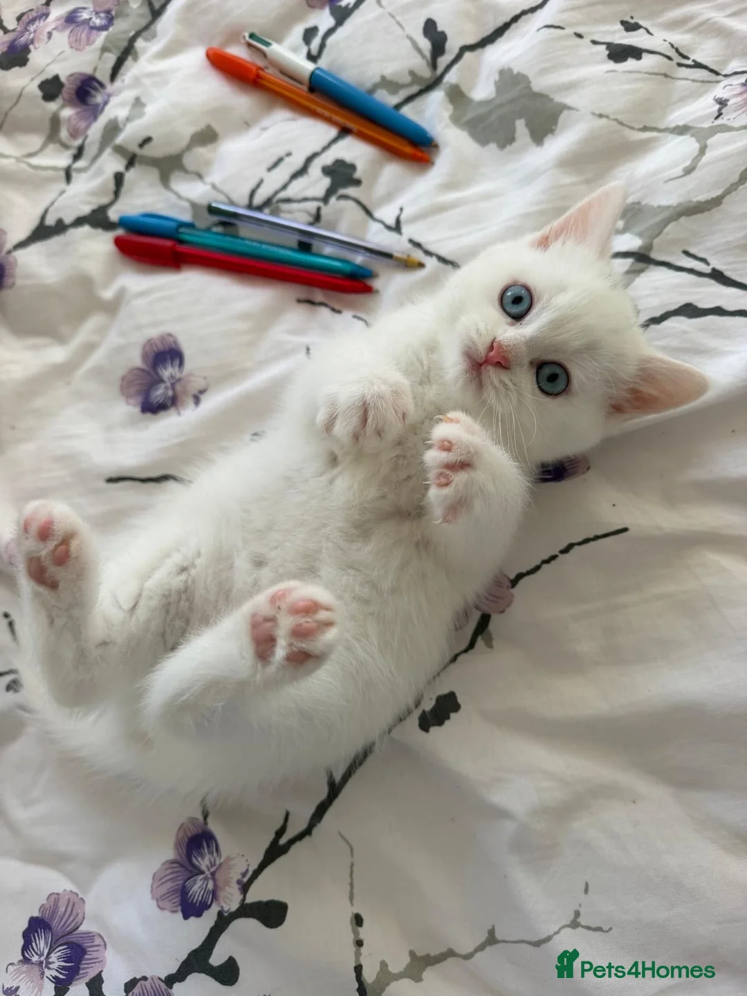 British Shorthair cats for sale: British short hair  - Advert 2