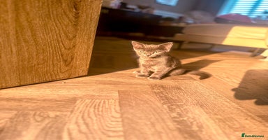 Mixed Breed cats - Advert 5