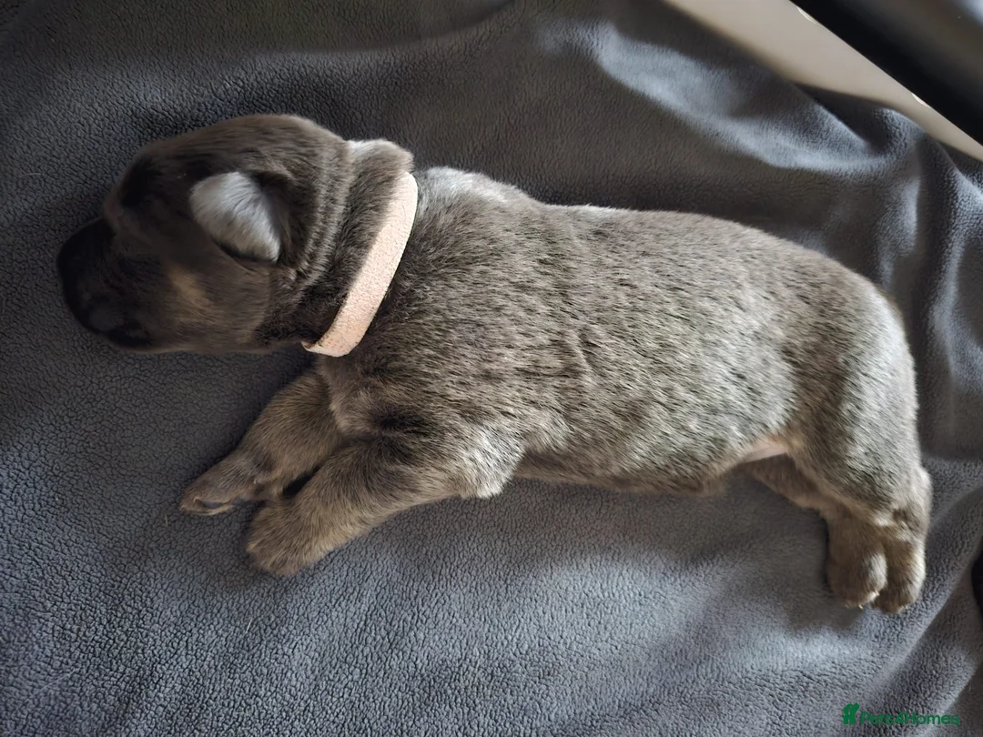 German Shepherd dogs for stud: Kc health tested solid isabella gsd in Bedford - Advert 27