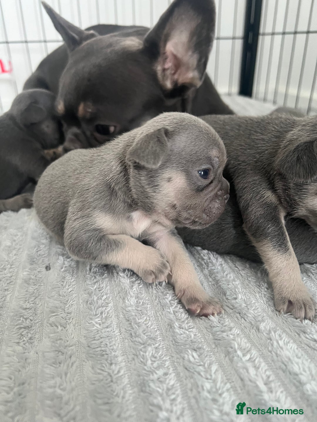 French Bulldog dogs for sale: Lilac tan French bulldog puppies  - Advert 10