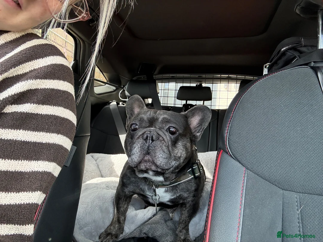 French Bulldog dogs for sale: Rescue boy Simba  - Advert 2