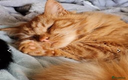 Maine Coon cats for sale: Ginger Maine Coon cross male - Image 1