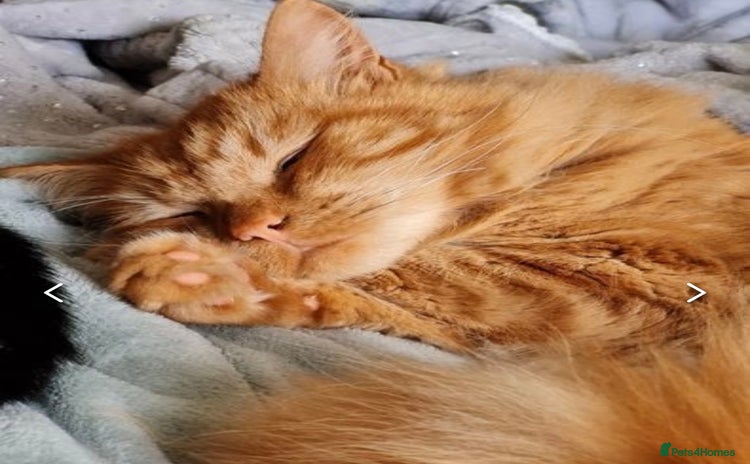 Maine Coon cats - Advert 15