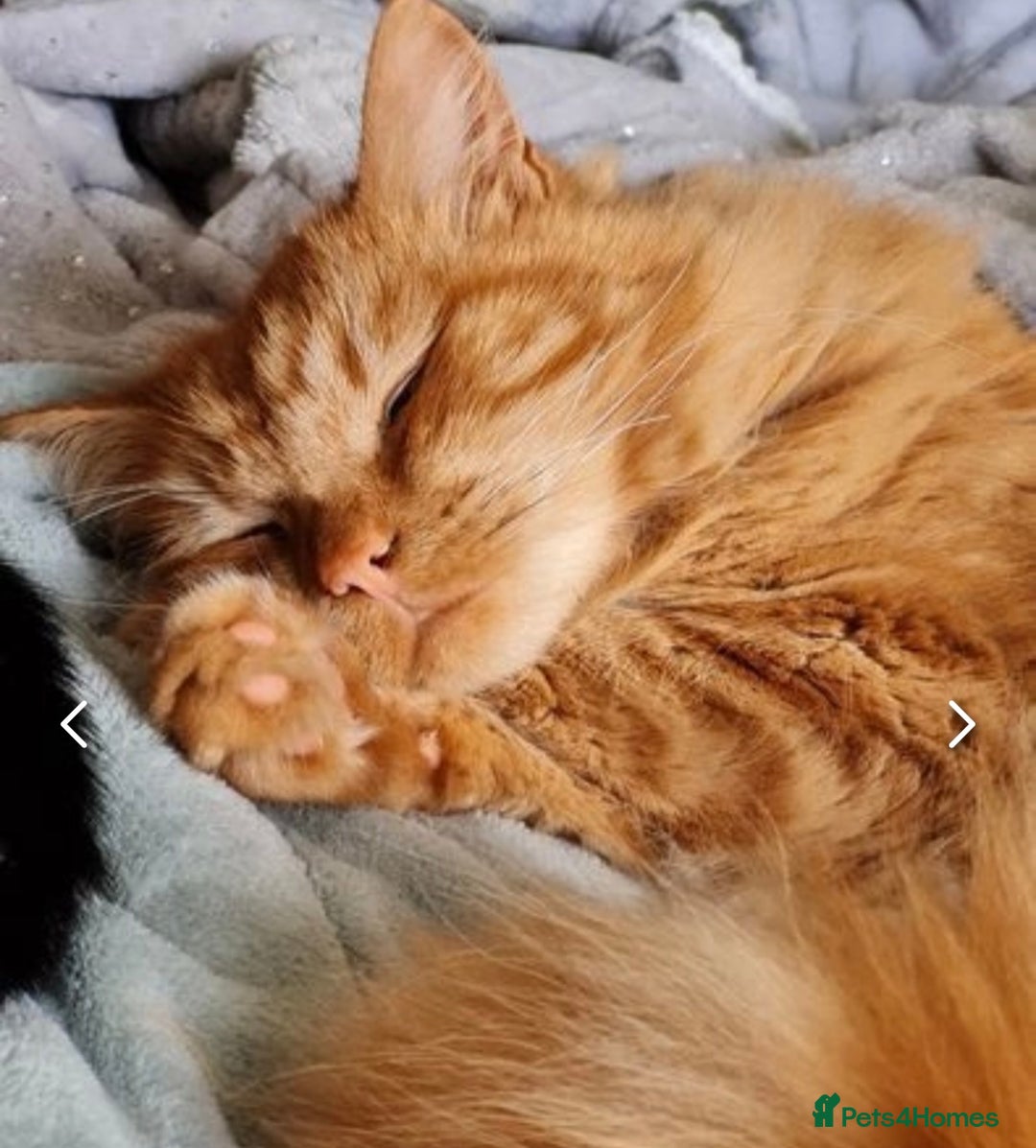 Maine Coon cats for sale: Ginger Maine Coon cross male - Image 1