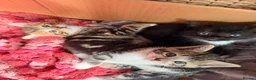 Mixed Breed cats for sale: Adorable kittens for sale - Advert 1