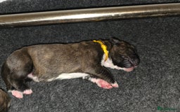 Boxer dogs for sale: Beautiful Boxer cross - Image 25