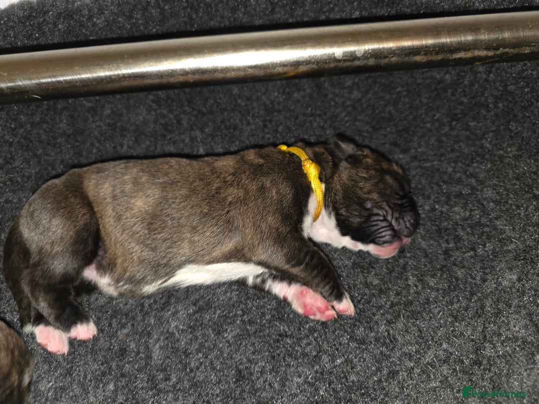 Boxer dogs for sale: Beautiful Boxer cross - Image 25