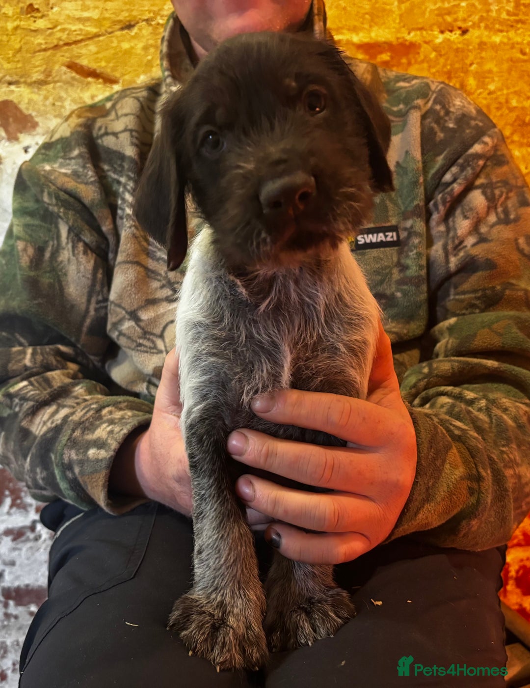German Wirehaired Pointer dogs for sale: KC Reg GWP puppies  - Advert 5