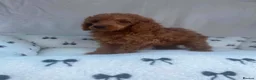 Miniature Poodle dogs for sale: Beautiful miniature poodles puppies - Advert 6