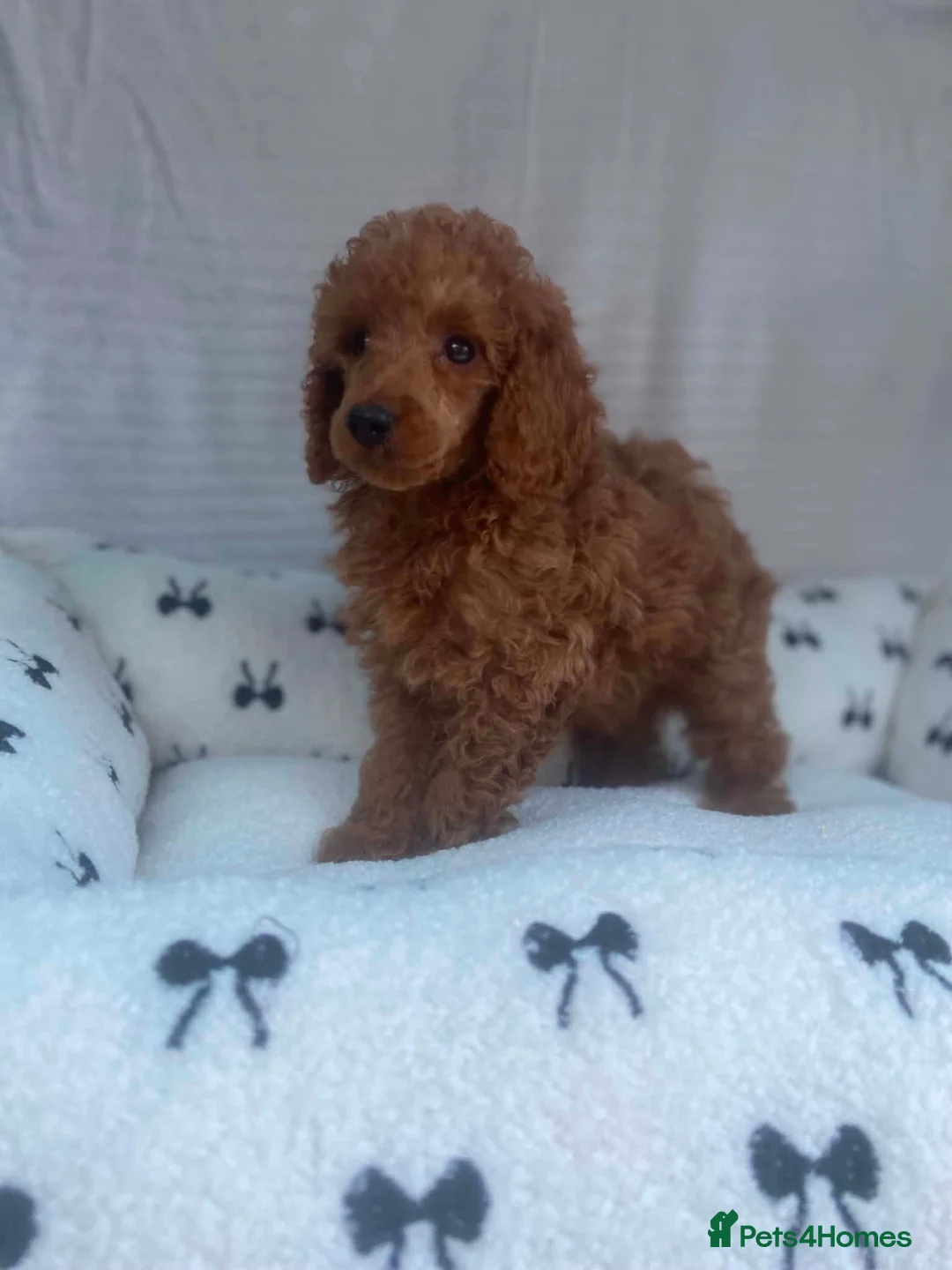 Miniature Poodle dogs for sale: Beautiful miniature poodles puppies - Advert 6