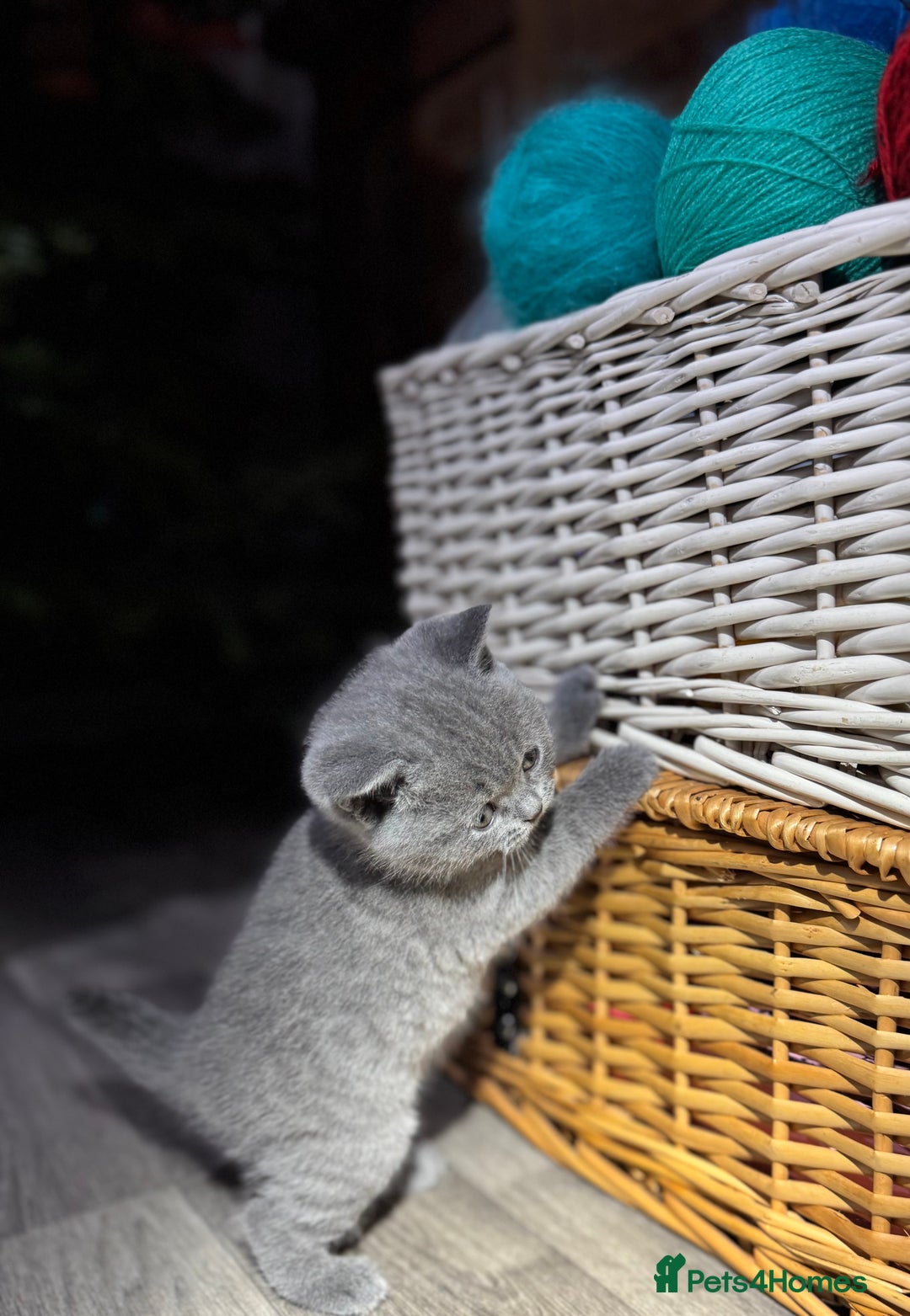 British Shorthair cats for sale: Beautiful British Shorthair Blue Kittens Available - Advert 18