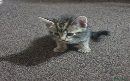 Mixed Breed cats for sale: Tabby Kittens For Sale! - Advert 9