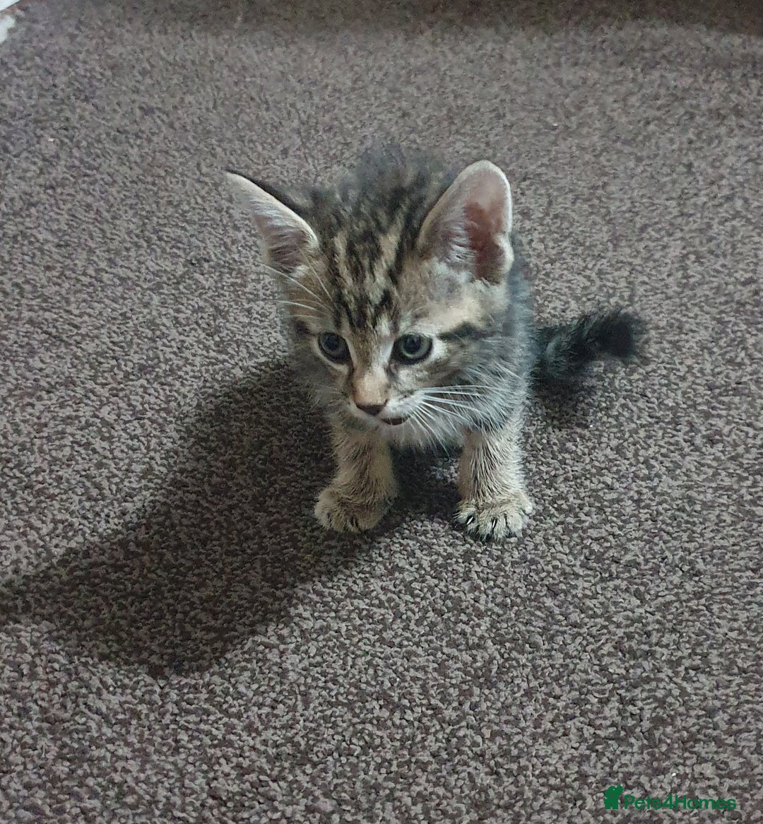 Mixed Breed cats for sale: Tabby Kittens For Sale! - Advert 9