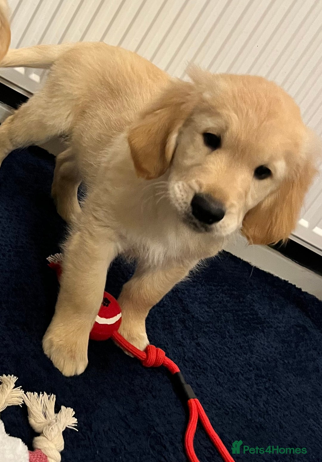 Golden Retriever dogs for sale: Golden retriever puppies - Advert 17