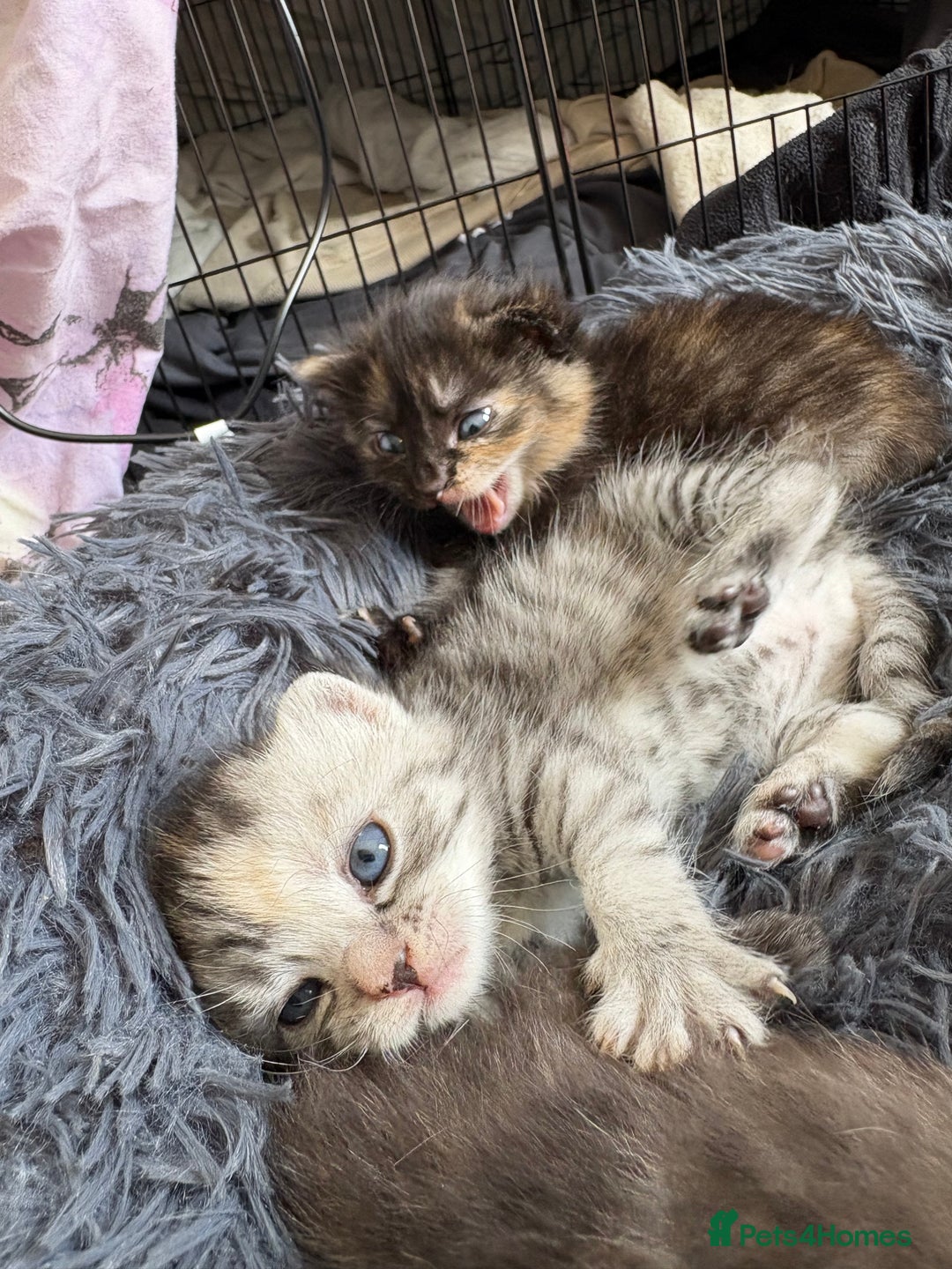 Bengal cats for sale: Beautiful half bengal kittens  - Image 32