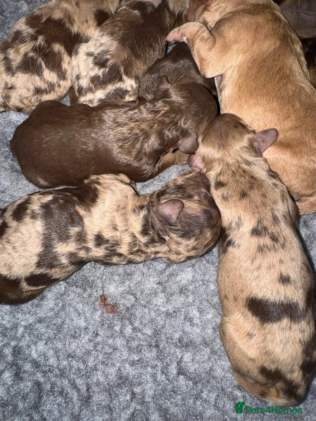 Cockapoo dogs for sale: DNA TESTED, Beautiful Cockapoos, Ready 6th May  - Advert 2