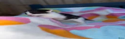 Domestic Shorthair cats for sale: Beautiful kittens  - Advert 7