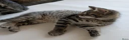 Bengal cats for sale: Playful and Friendly Bengal kittens - Advert 17
