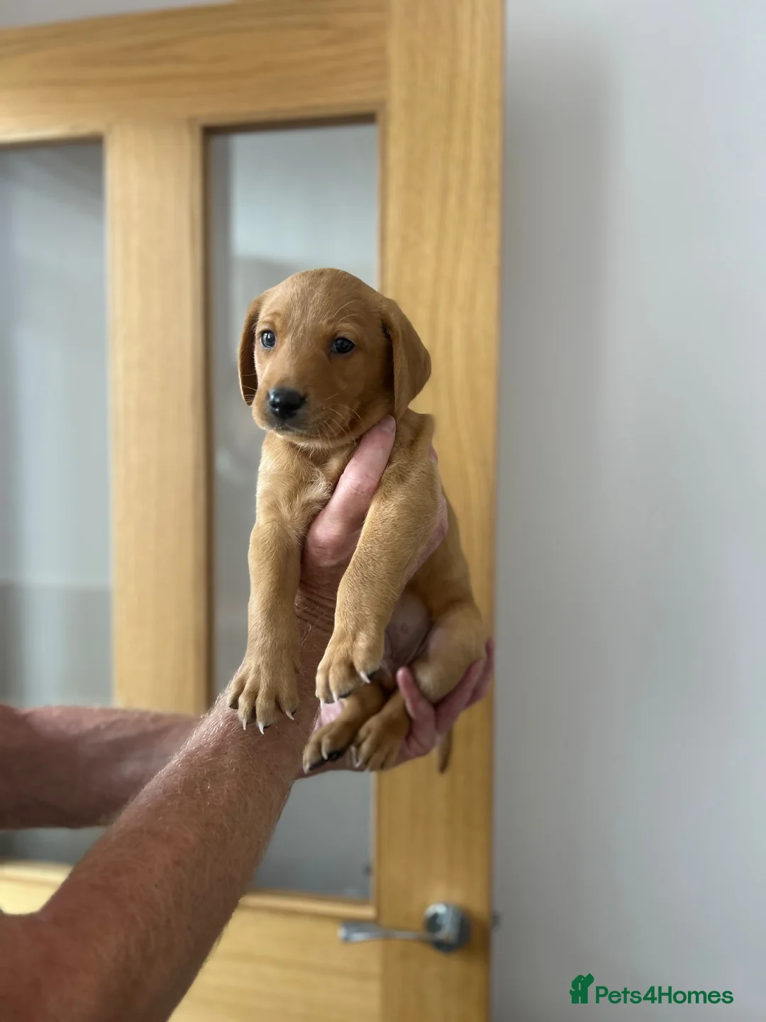 Labrador Retriever dogs for sale: Kc Registered working Labrador puppies   - Advert 1