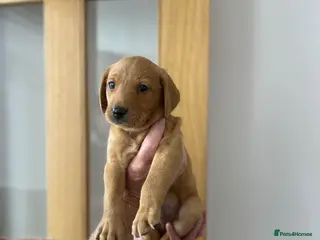 Labrador Retriever dogs Kc Registered working Labrador puppies - Advert 1