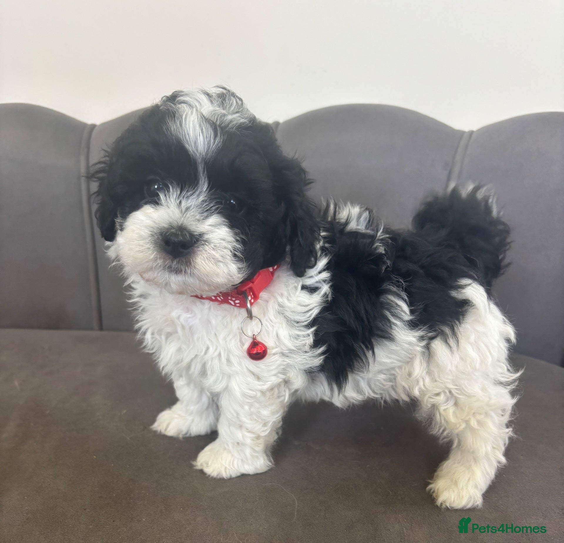 Maltipoo dogs Gorgeous Maltipoo Pups - Advert 1
