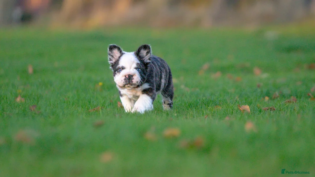 French Bulldog dogs for sale: Big rope full fluffy panda French bulldog male  - Advert 5