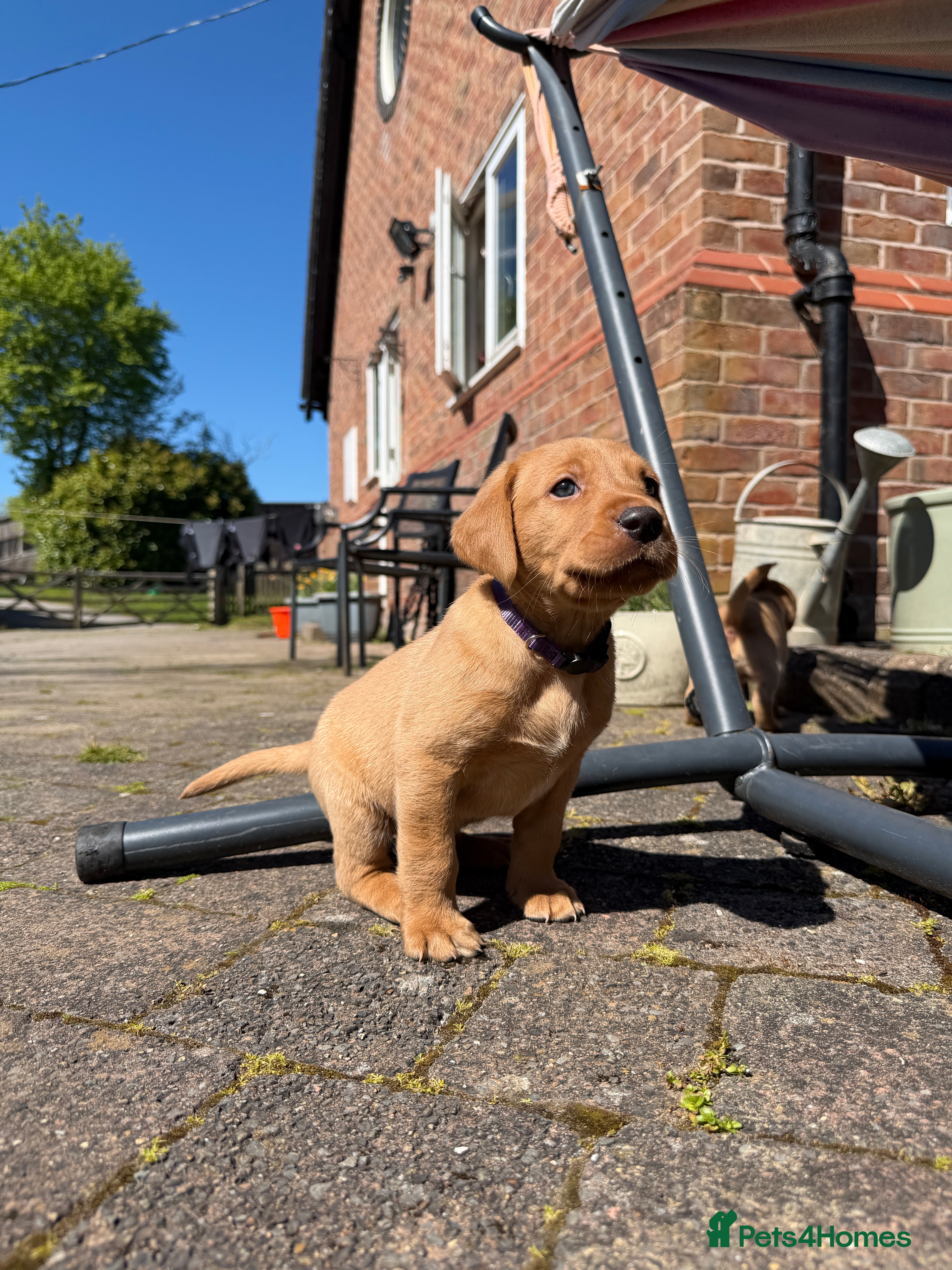 Labrador Retriever dogs KC FOX RED LABRADOR HEALTH TESTED HOMEBRED PUPS - Advert 2