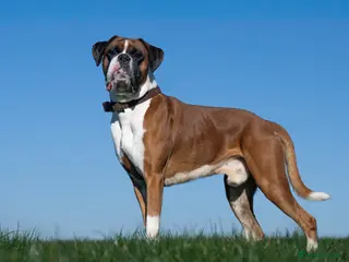 Boxer dogs KC Registered Boxer Stud Dog - Great Temperament - Advert 1