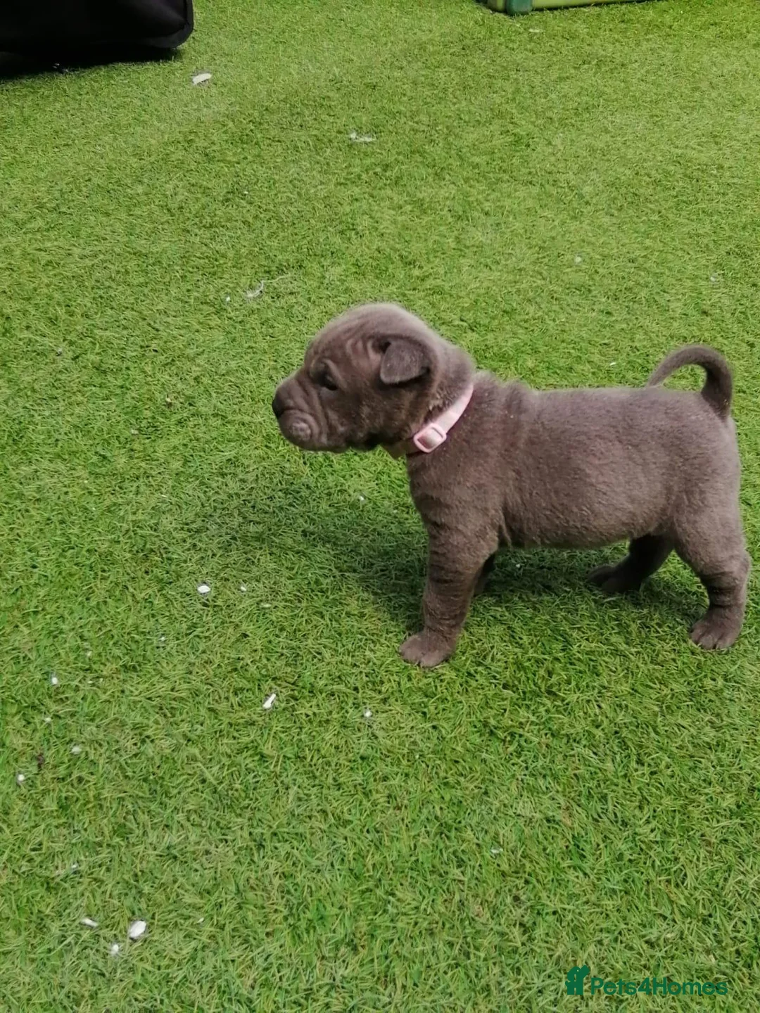 Shar Pei dogs for stud: Big boy Bleu in Sheffield - Advert 13