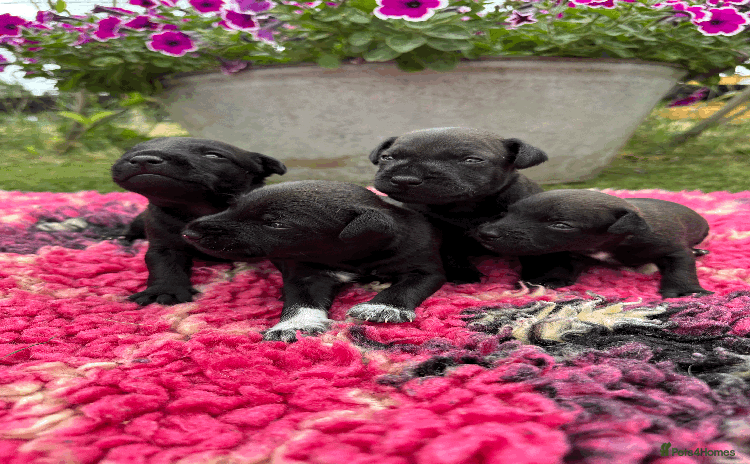 Patterdale Terrier dogs - Advert 1