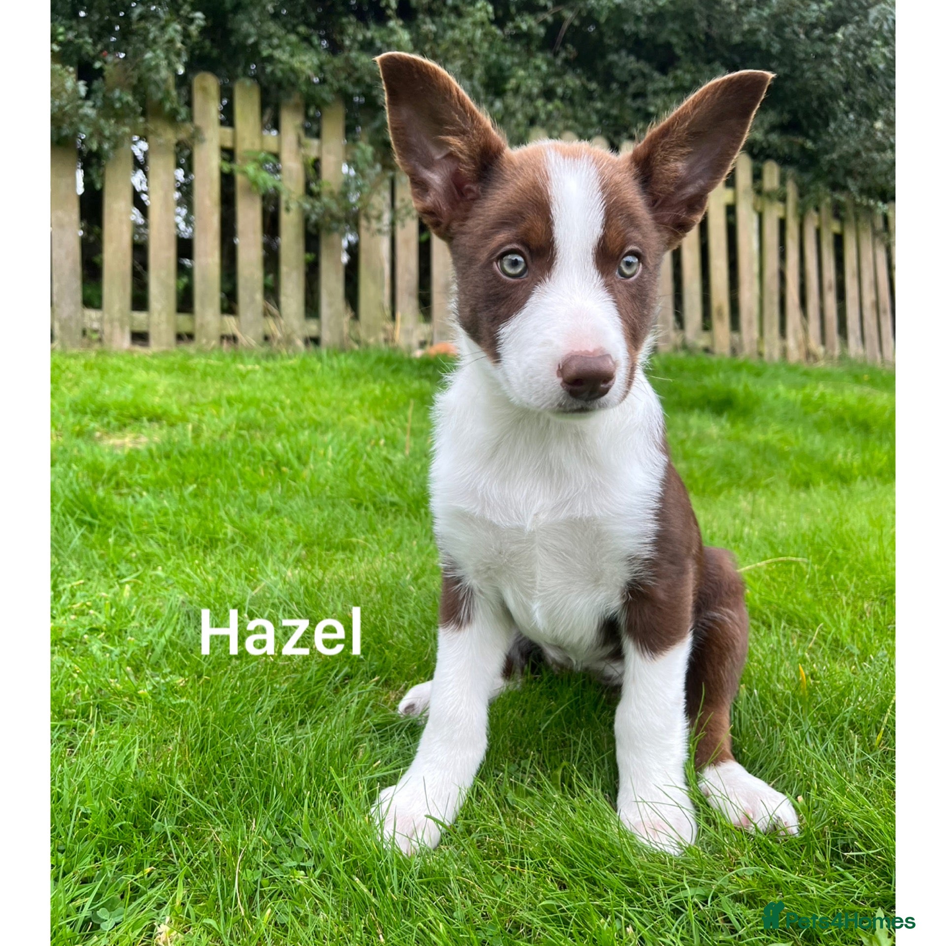 Border Collie dogs 1 Red + White Female left - Advert 7