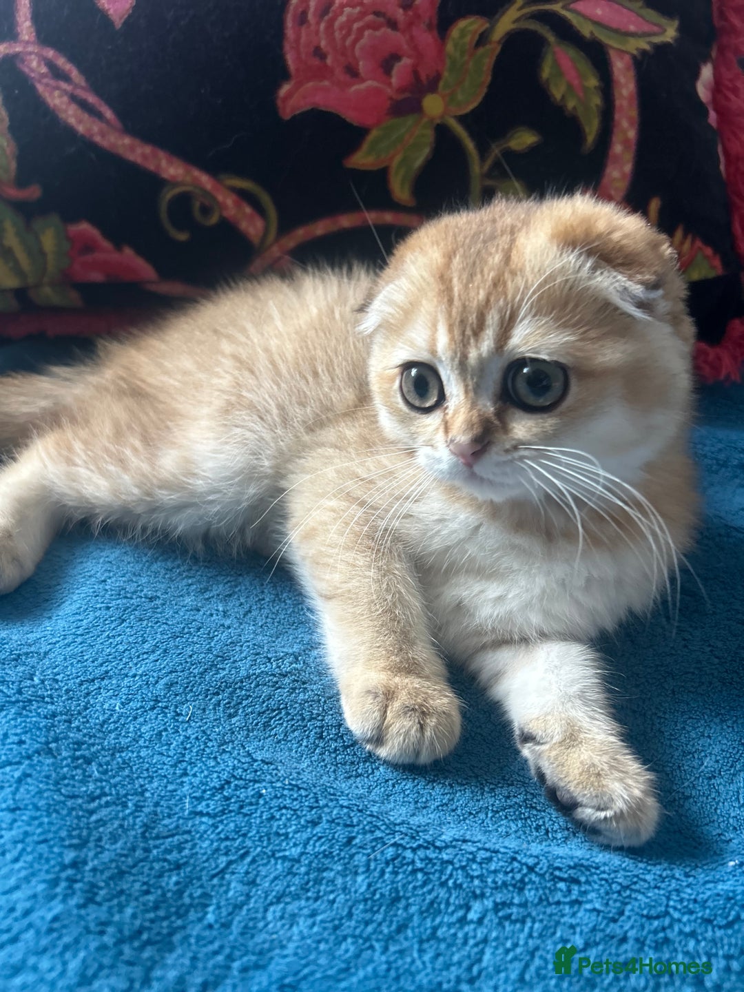 Scottish Fold cats for sale: Gold Chinchilla Scottish fold baby’s  - Image 33