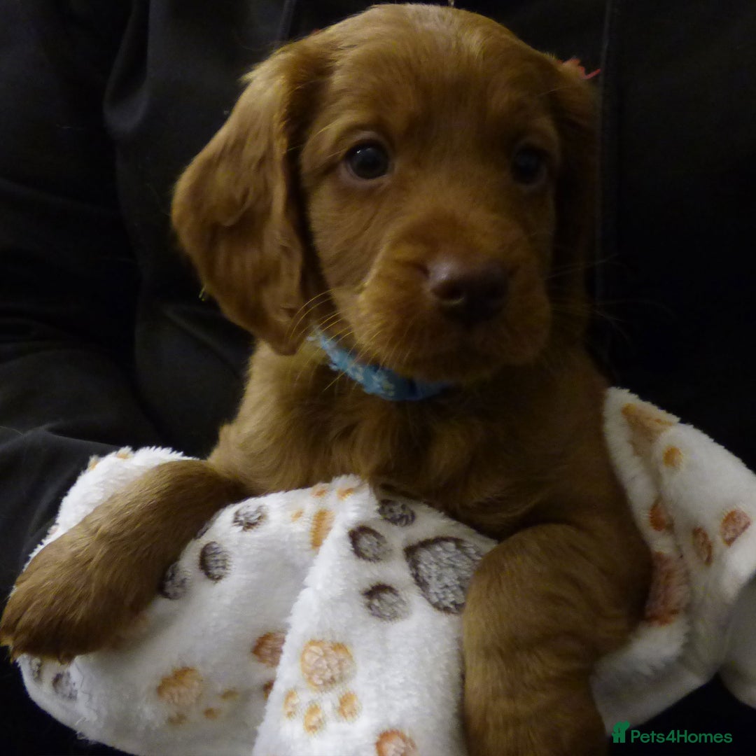 Cockapoo dogs for sale: Cockapoo F2 Puppies - Image 17
