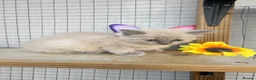 Ragdoll cats for sale: Mink ragdoll kittens full breed - Advert 14