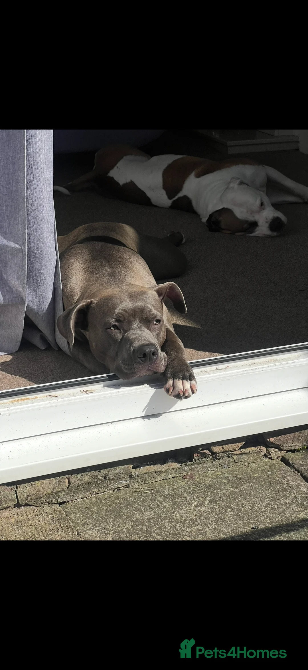 American Bully dogs for sale: American bully classic puppies for sale  - Advert 5