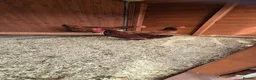 Hens poultry for sale: 3 x brown hens in Gainsborough - Advert 2