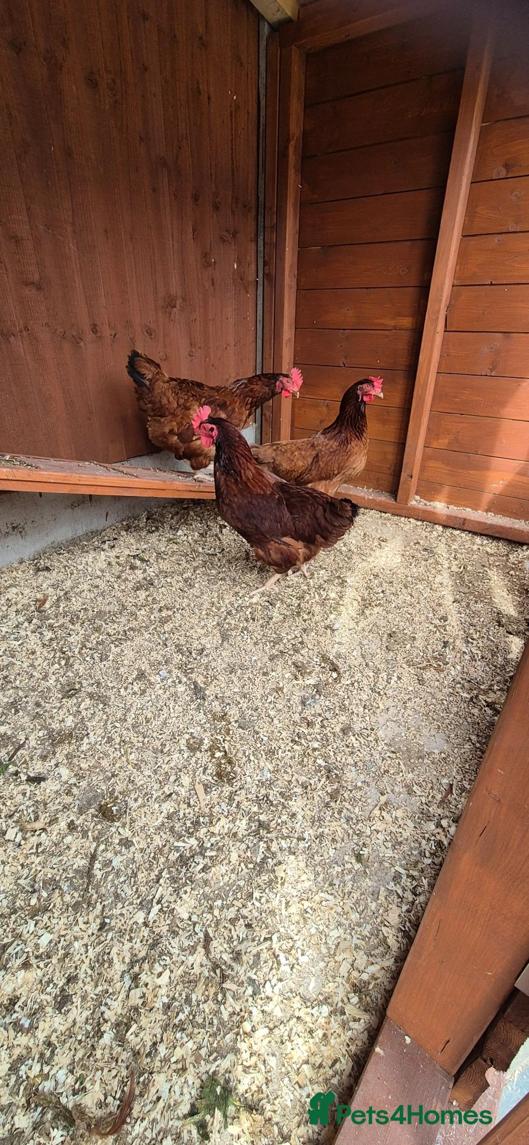 Hens poultry for sale: 3 x brown hens in Gainsborough - Advert 2