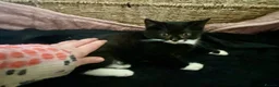 Mixed Breed cats for sale: Beautiful black & white kittens ready to go!  - Advert 6